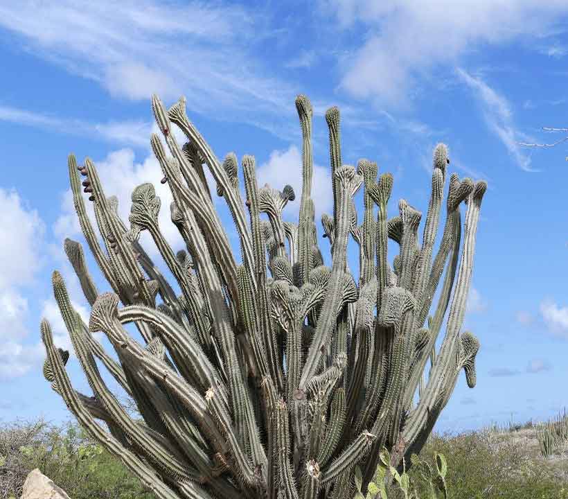 Arikok National Park Aruba