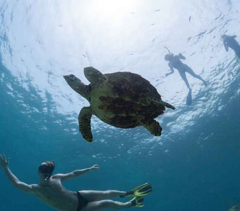 Aruba Snorkeling