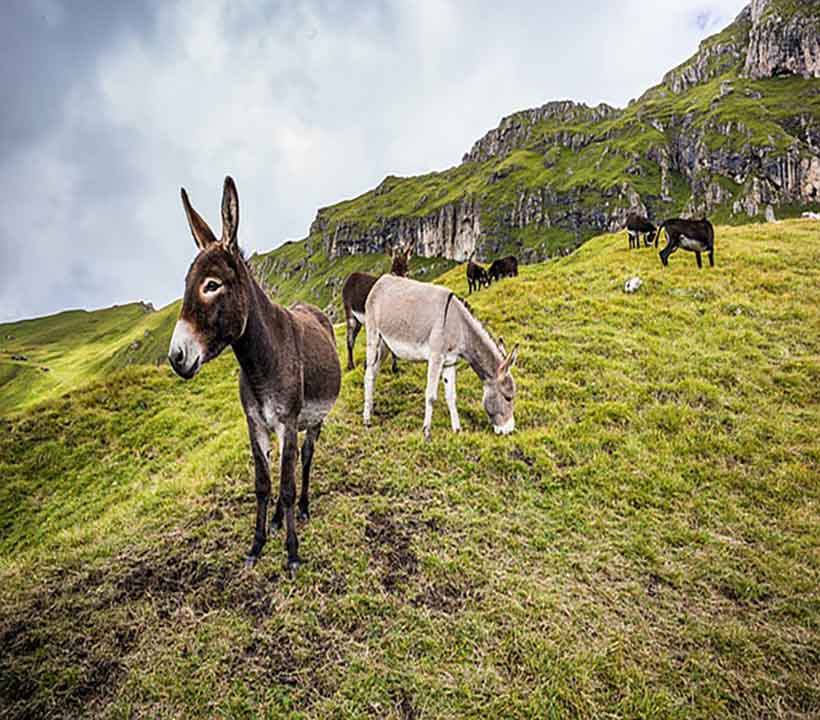 Donkey Sanctuary Aruba