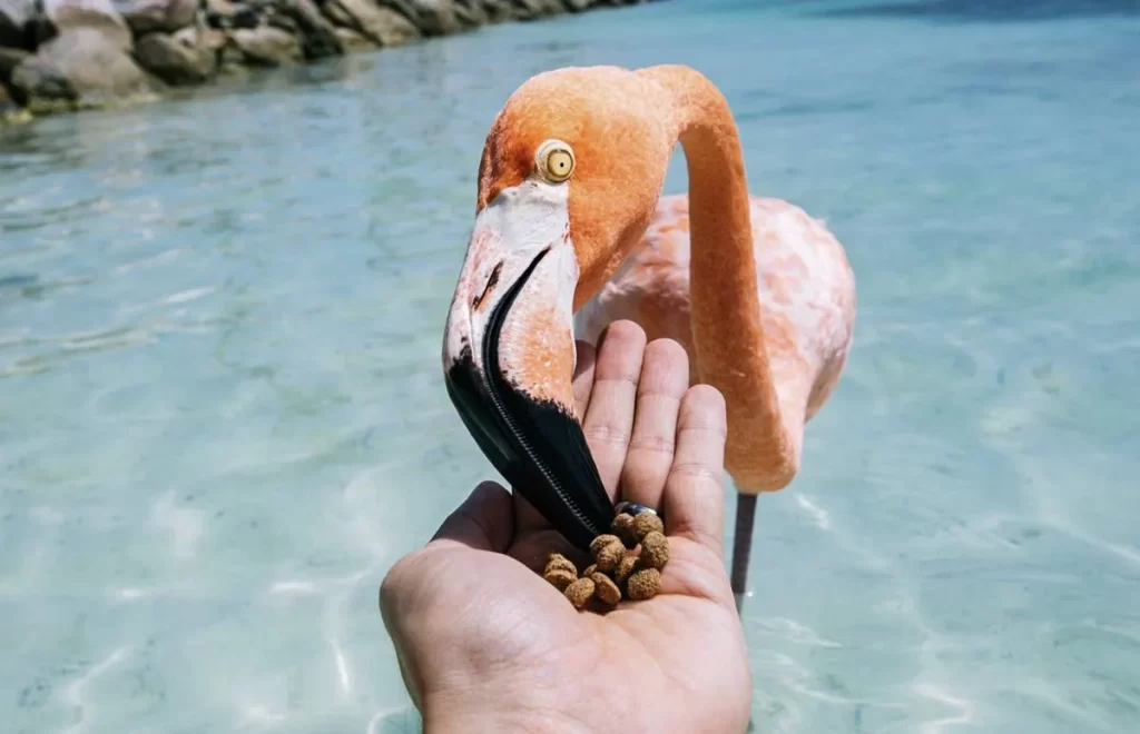 Renaissance Island Aruba