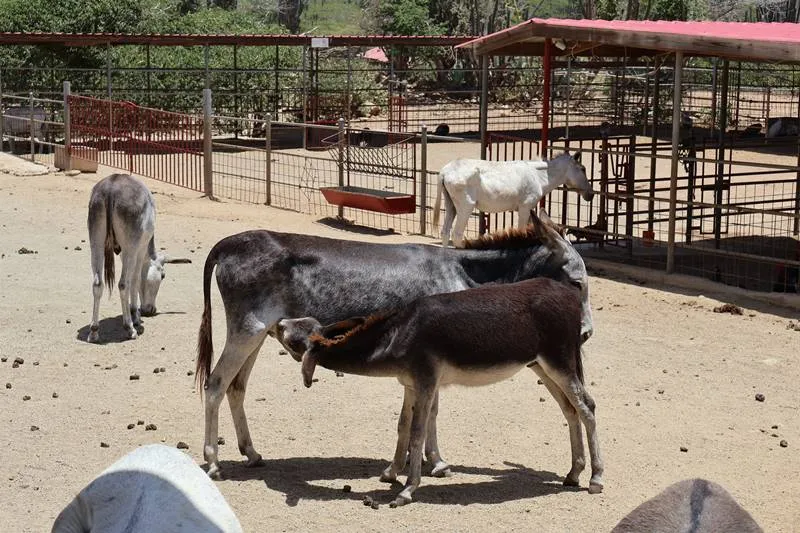 Donkey Sanctuary in Aruba