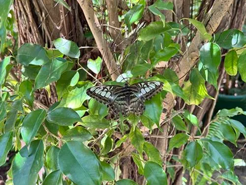 Butterfly farm Aruba tickets