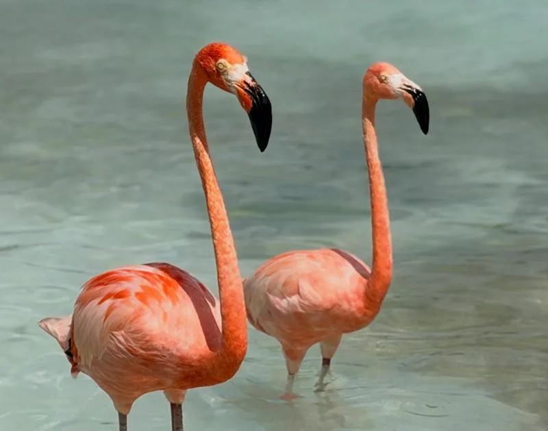 Visit Renaissance Ilsand in Aruba