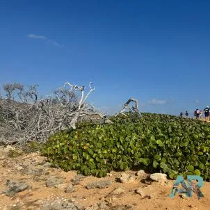 Arikok National Park Tours